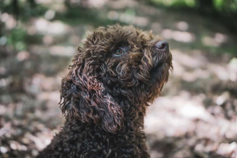 Truffle Hunting in San Gimignano - Tasting and Enjoying Your Truffles