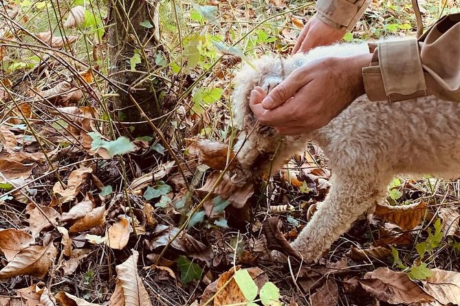 Truffle Hunting in San Miniato in Tuscany with Tasting - Truffle Tasting and Culinary Insights at the End of the Hunt