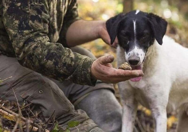 Truffle Hunting In The Hills Of Tuscany - Clear and Convenient Meeting Point in Florence