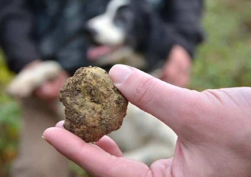 Truffle Hunting In The Hills Of Tuscany - Logistics, Group Size, and Practical Details