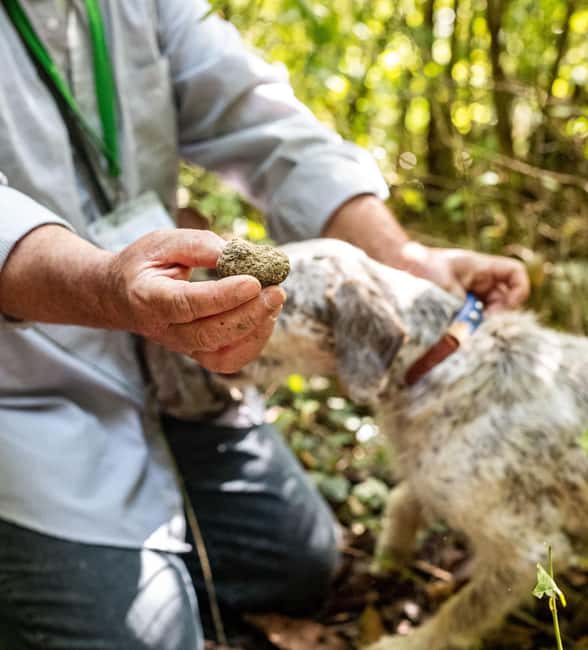 Truffle hunting in the Langhe - Truffle hunting with a real truffle hunter - Key Points