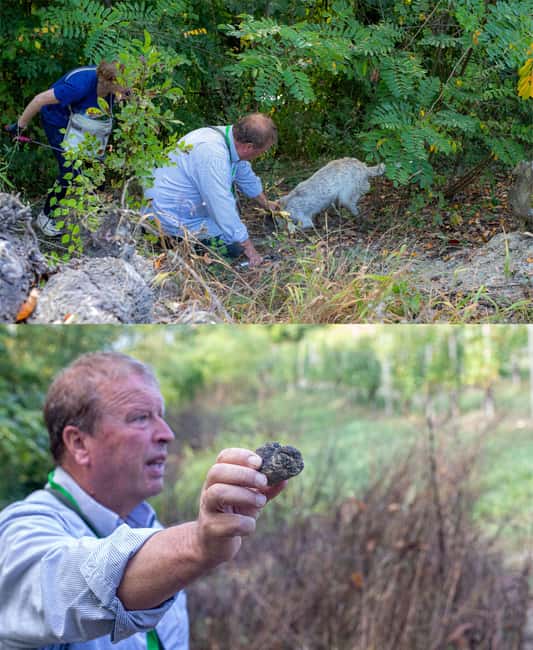 Truffle hunting in the Langhe - Truffle hunting with a real truffle hunter - Discover the Real Truffle Hunting Experience in the Langhe