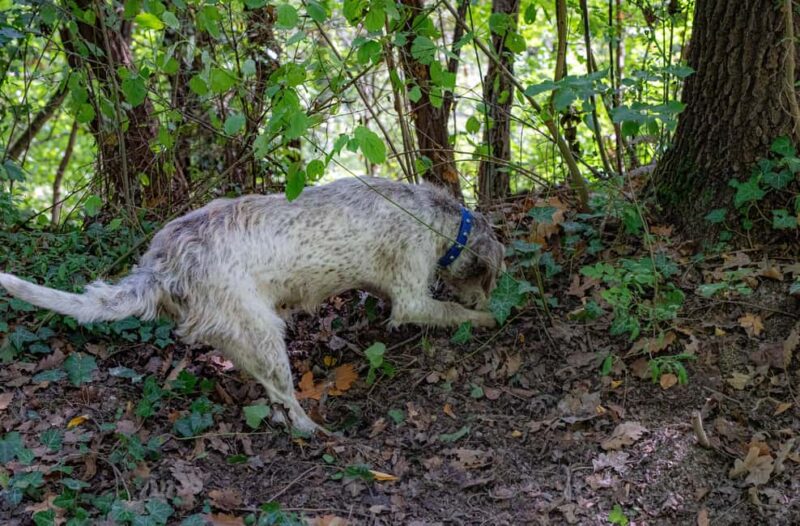 Truffle hunting in the Langhe - Truffle hunting with a real truffle hunter - Accessibility and Suitability Considerations