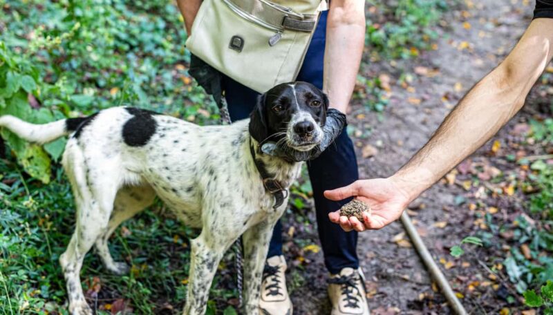Truffle hunting in the Langhe - Truffle hunting with a real truffle hunter - Booking, Cancellation, and Flexibility Details