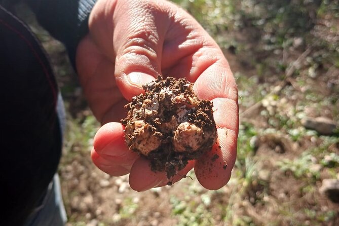 Truffle hunting in the Sicani mountains: a unique experience in Sicily - Discover the Unique Truffle Hunting Experience in Sicilys Sicani Mountains