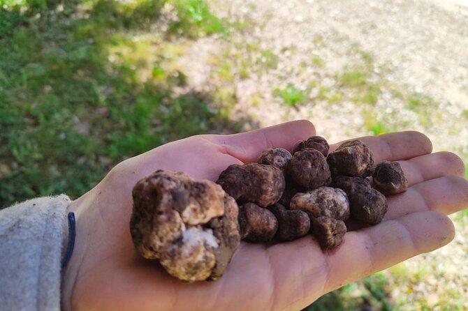 Truffle hunting in the Sicani mountains: a unique experience in Sicily - Meeting Point and Group Size