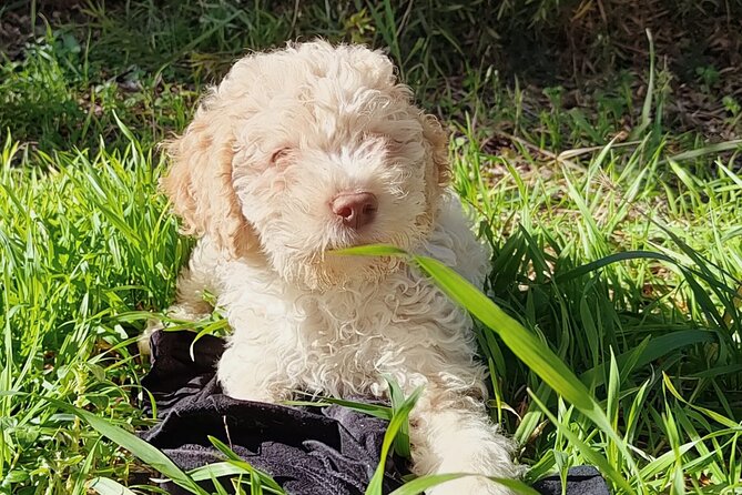 Truffle hunting in the Sicani mountains: a unique experience in Sicily - What to Expect During the Truffle Hunt