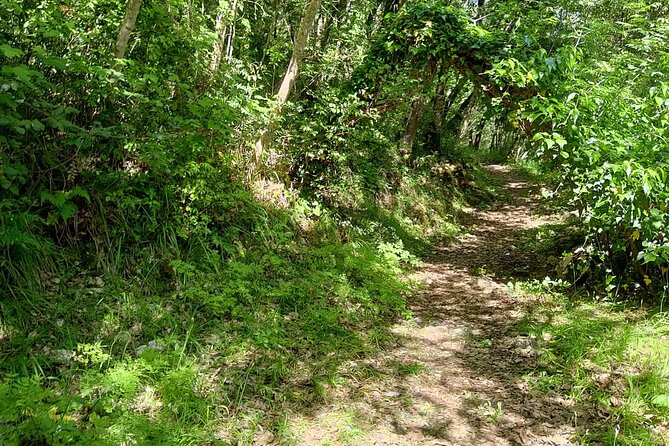 Truffle hunting in the Sicani mountains: a unique experience in Sicily - The Tasting of Local and Homemade Products