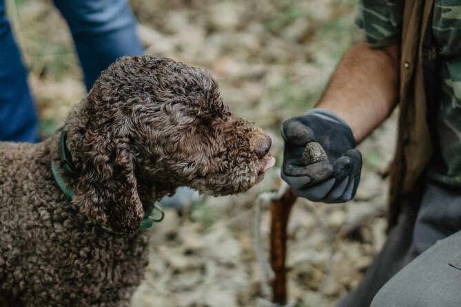 Truffle Hunting in Tuscany - Authentic Truffle Hunting Experience in Tuscany for $121.47