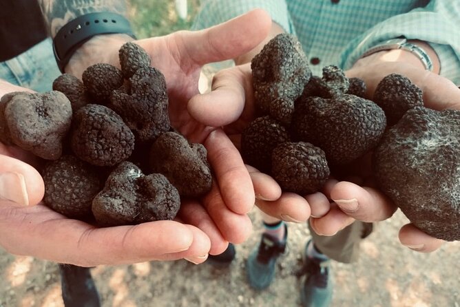 Truffle Hunting in Tuscany - The Role of Dogs in Truffle Hunting