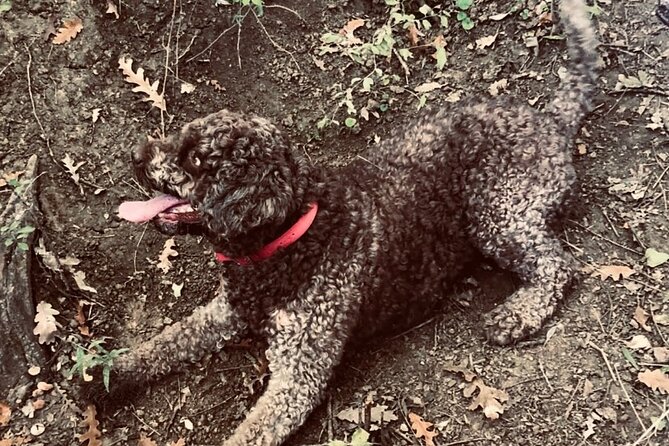 Truffle Hunting in Tuscany - The Guide’s Expertise and Local Knowledge