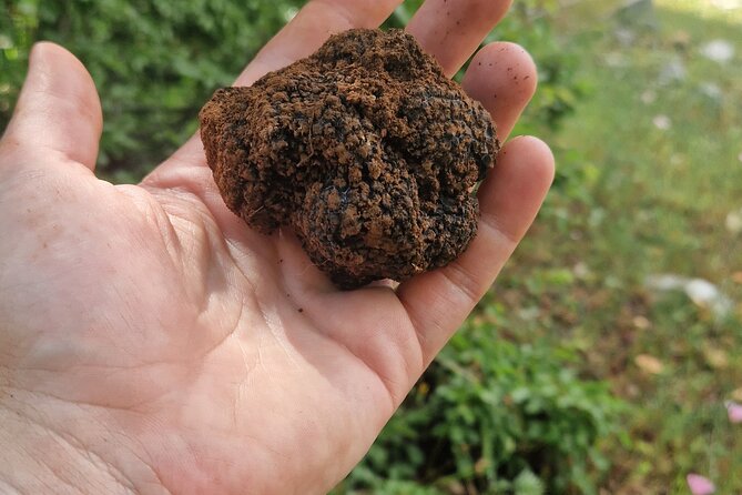 Truffle Hunting in Velebit with Gastronomic Experience - Exploring the Untouched Croatian Forests