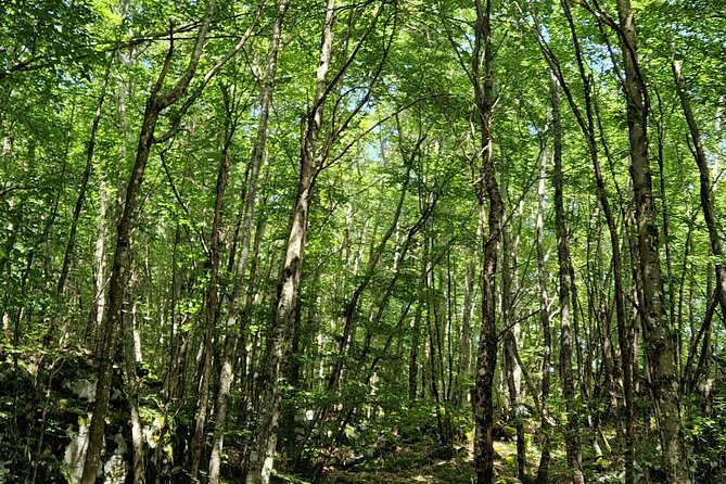Truffle Hunting in Velebit with Gastronomic Experience - Organic Food and Locally Produced Goods