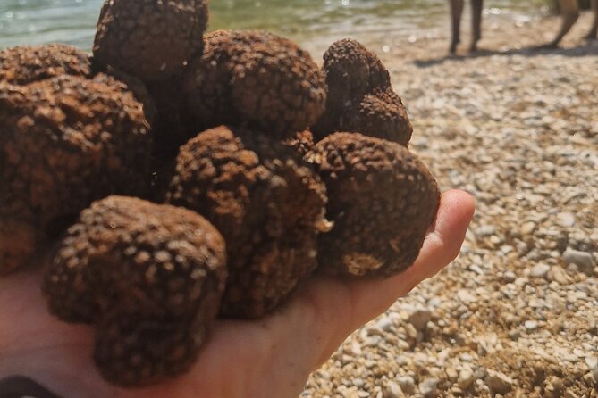 Truffle Hunting in Velebit with Gastronomic Experience - Flexibility and Dietary Accommodations