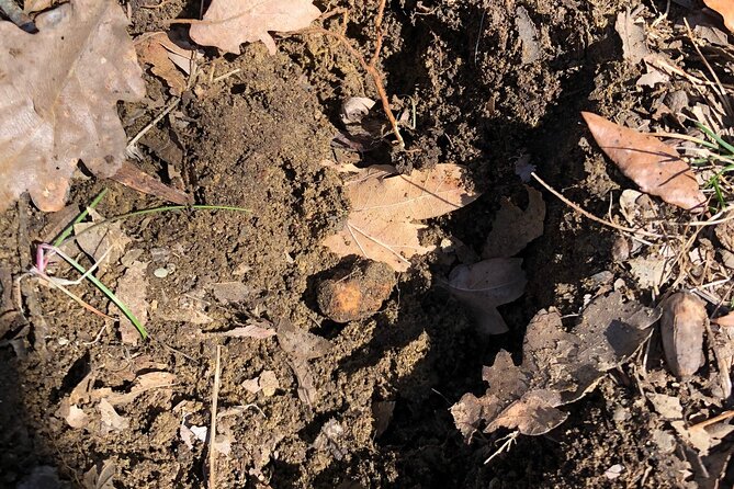 Truffle Hunting & Tasting in San Miniato Tuscany with Dogs - Key Points