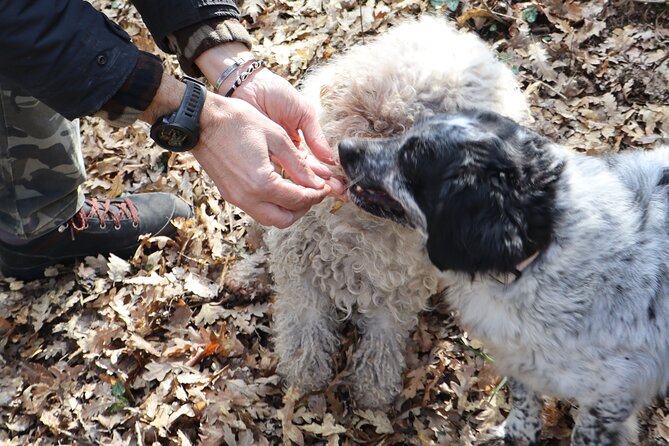 Truffle Hunting & Tasting in San Miniato Tuscany with Dogs - The Forest Walk and Truffle Discovery