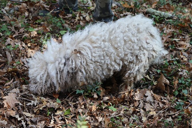 Truffle Hunting & Tasting in San Miniato Tuscany with Dogs - Tasting the Fruits of the Hunt