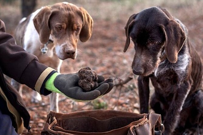 Truffle hunting tour from Rijeka - Exciting Truffle Hunting Experience in Istria from Rijeka