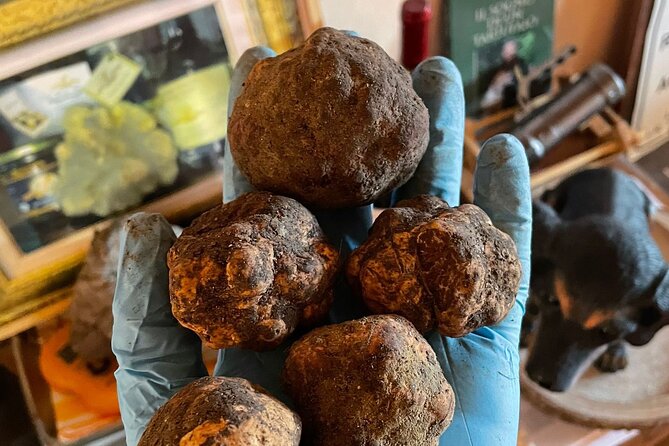Truffle Hunting with Food tasting - The Overall Experience and Its Unique Features