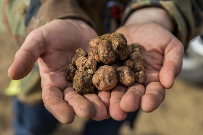 Truffle Lunch & Hunting Experience in San Gimignano - Truffle Hunting with Expert Dogs in Tuscanys Countryside