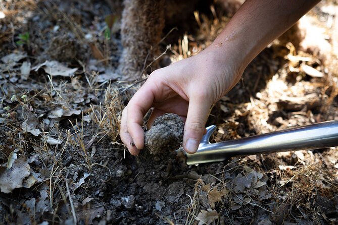Truffle Lunch & Hunting Experience in San Gimignano - Recognizing Truffle Habitats and Tree Signatures