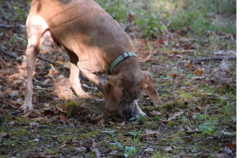 Truffle Tasting & Museum Tour in Umbria, near Perugia - Key Points