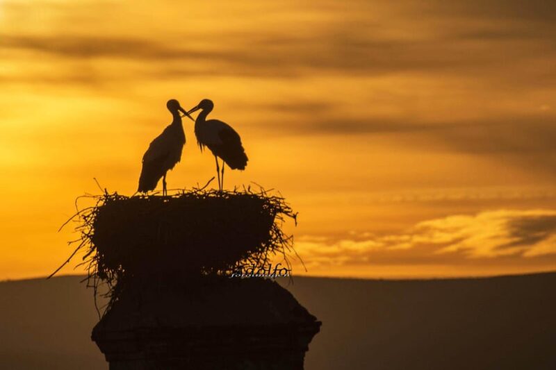 Trujillo :Sunset guided visit "The Sunset Collector". - Key Points