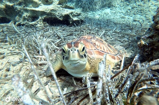 Try a Scuba Diving Experience - Physical Requirements and Accessibility