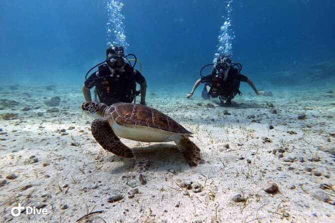Try a Scuba Diving Experience - What Sets This Tour Apart from Other Water Experiences