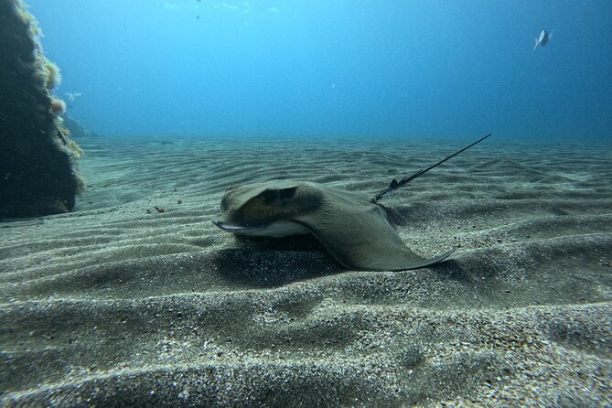 Try Dive in Abades Bay with a private instructor - How the Marine Life and Reef Stand Out