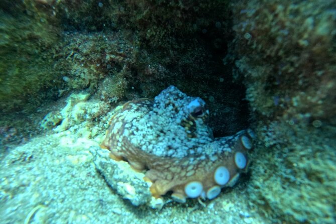 Try Dive in Abades Bay with a private instructor - The Post-Dive Scene: Relaxing and Convenient