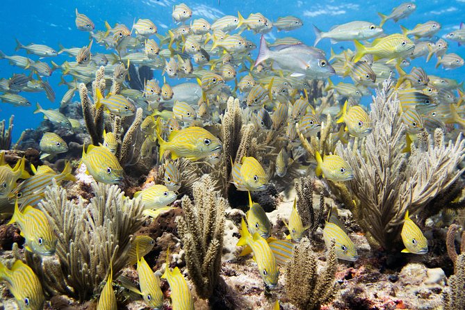 Try Dive in Cancun Underwater Museum - Marine Life and Reef Ecosystem Encounters