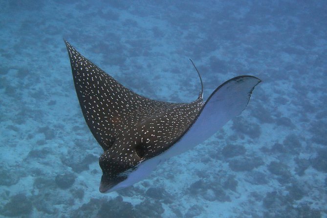 Try dive in Cozumel island - The Experience Begins with a Comfortable Ferry Ride to Cozumel