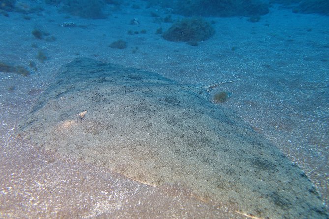 Try Dive - PADI Discover Scuba Diving in Tenerife - Physical Requirements and Accessibility