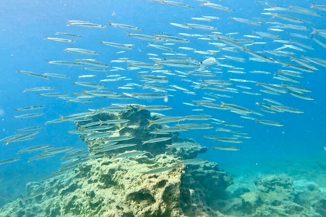 Try Dive - Scuba Diving with a private guide, incl. photos - Green Bay Dive Site in Protaras Offers Stunning Marine Encounters