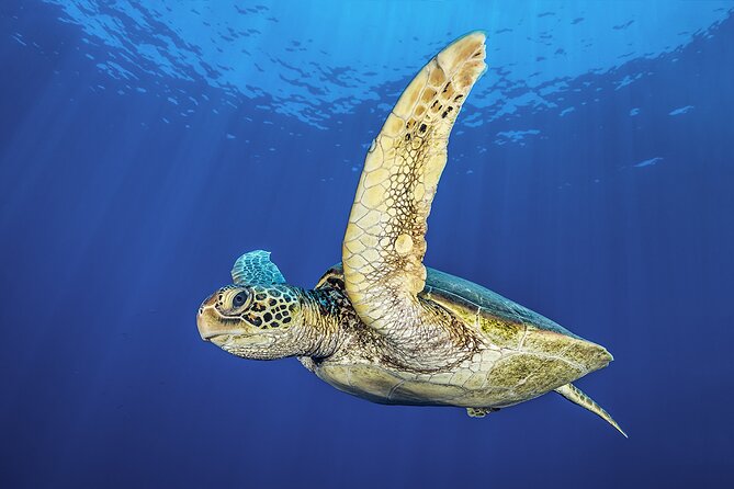 Try Dive - Scuba Diving with a private guide, incl. photos - Marine Life and Underwater Highlights at Green Bay