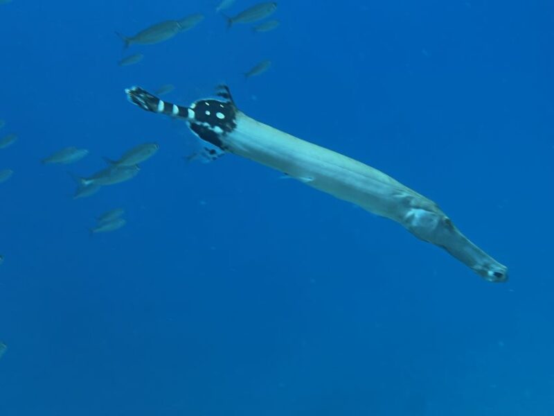 Try diving for the first time in turtle area - Flexible Schedule and Easy Meeting Arrangements