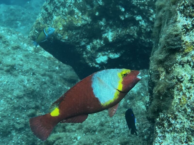 Try diving for the first time in turtle area - Comparing This Tour to Other Underwater Experiences in Tenerife