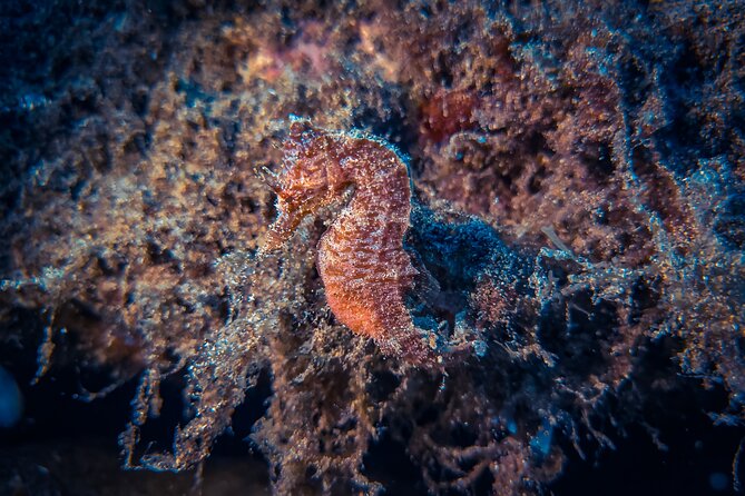 Try diving in Lanzarote Beginners 2 dives - Costa Teguise - Starting Point at Daivoon Diving Center in Costa Teguise