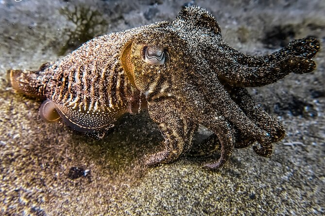 Try diving in Lanzarote Beginners 2 dives - Costa Teguise - Equipment, Insurance, and Additional Inclusions