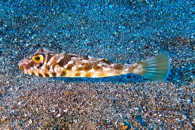 Try diving in Lanzarote Beginners 2 dives - Costa Teguise - Suitability and Physical Requirements