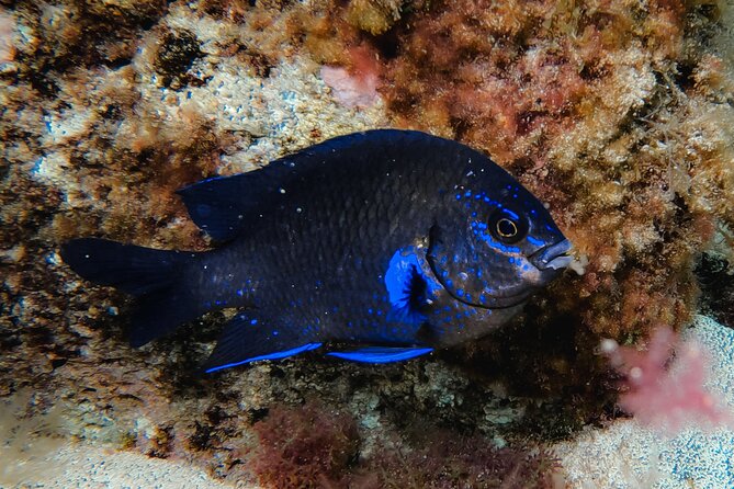 Try diving in Lanzarote Beginners 2 dives - Costa Teguise - Flexibility with Cancellation and Weather Conditions