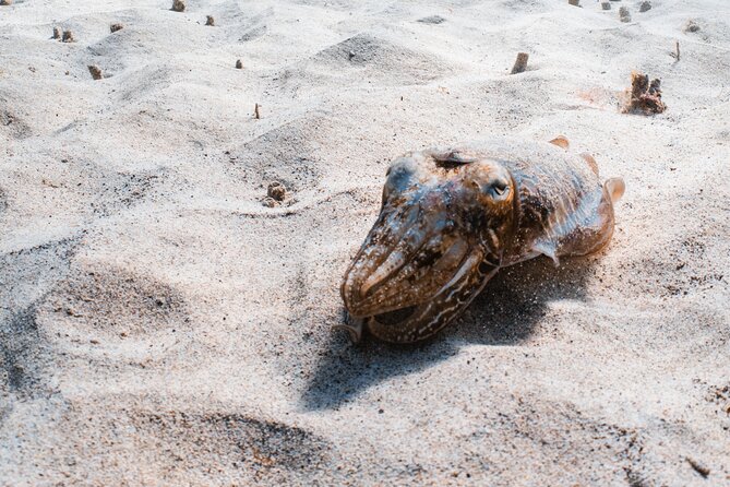 Try Scuba Diving | 1 dive - Discover Lanzarote’s Underwater World with a Try Scuba Dive