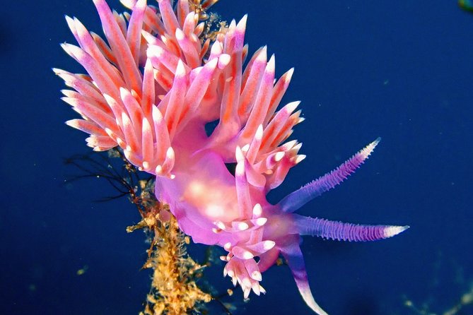 Try Scuba Diving | 2 dives - The Marine Environment of Lanzarote: What You’ll See