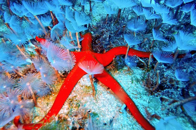 Try Scuba Diving | 2 dives - The Supportive Instructors Making First-Time Divers Comfortable