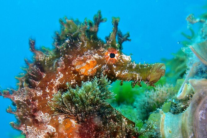 Try Scuba Diving | 2 dives - Optional Photos to Capture Your Underwater Moments