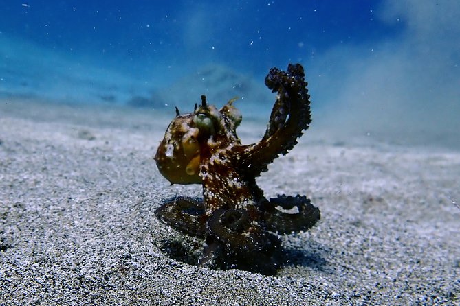 Try Scuba Diving | 2 dives - Flexibility and Cancellation Policy