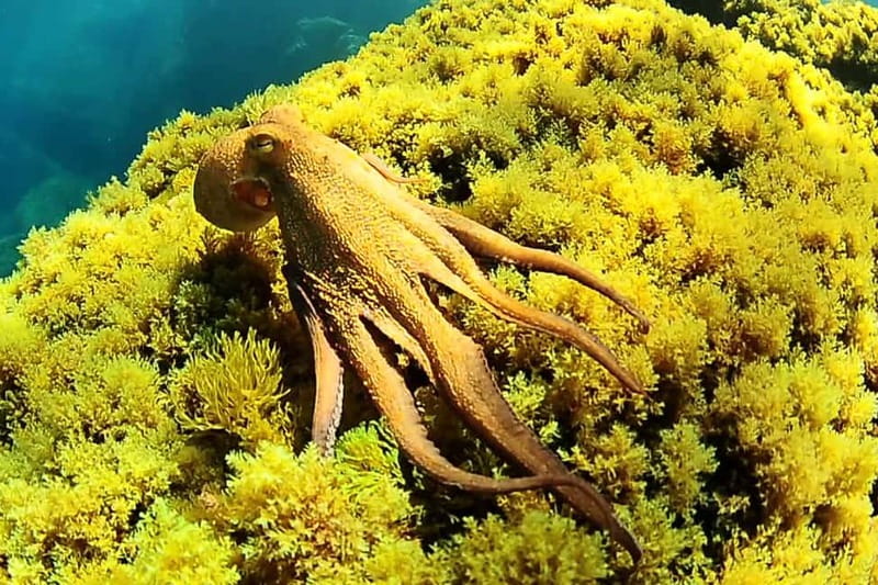 Try Scuba Diving and Snorkeling boat trip in Ibiza - What to Expect During the 3.5-Hour Trip