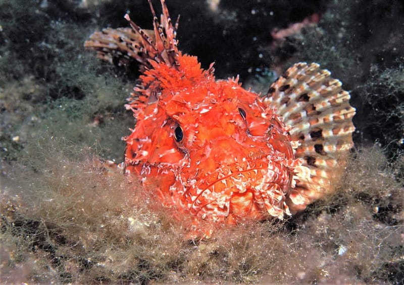 Try Scuba Diving and Snorkeling boat trip in Ibiza - Who Should Consider This Tour?