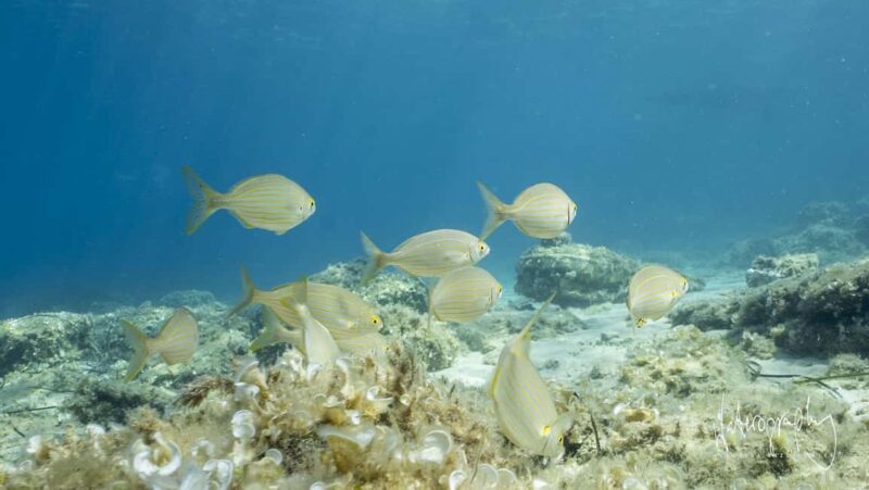 Try Scuba Diving from Boat in Budva - Budva Diving Center - Starting Point at Budva Diving Center and Easy Access